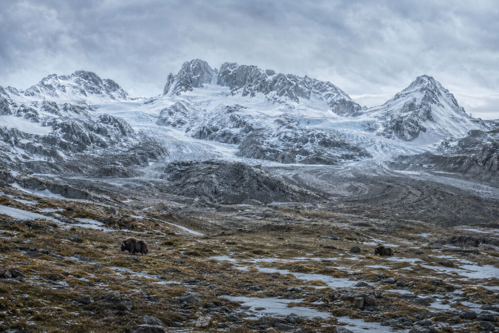 ¿Por qué desaparecieron los gigantes de la Edad de Hielo?